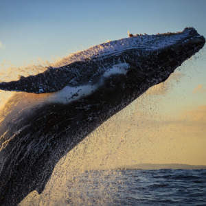 Tips for Whale Watching in San Diego